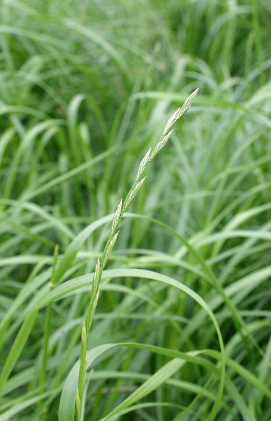 herbe-book-ray-grass-anglais-0016434-epi-copyright-gnis-julien-greffier.jpg