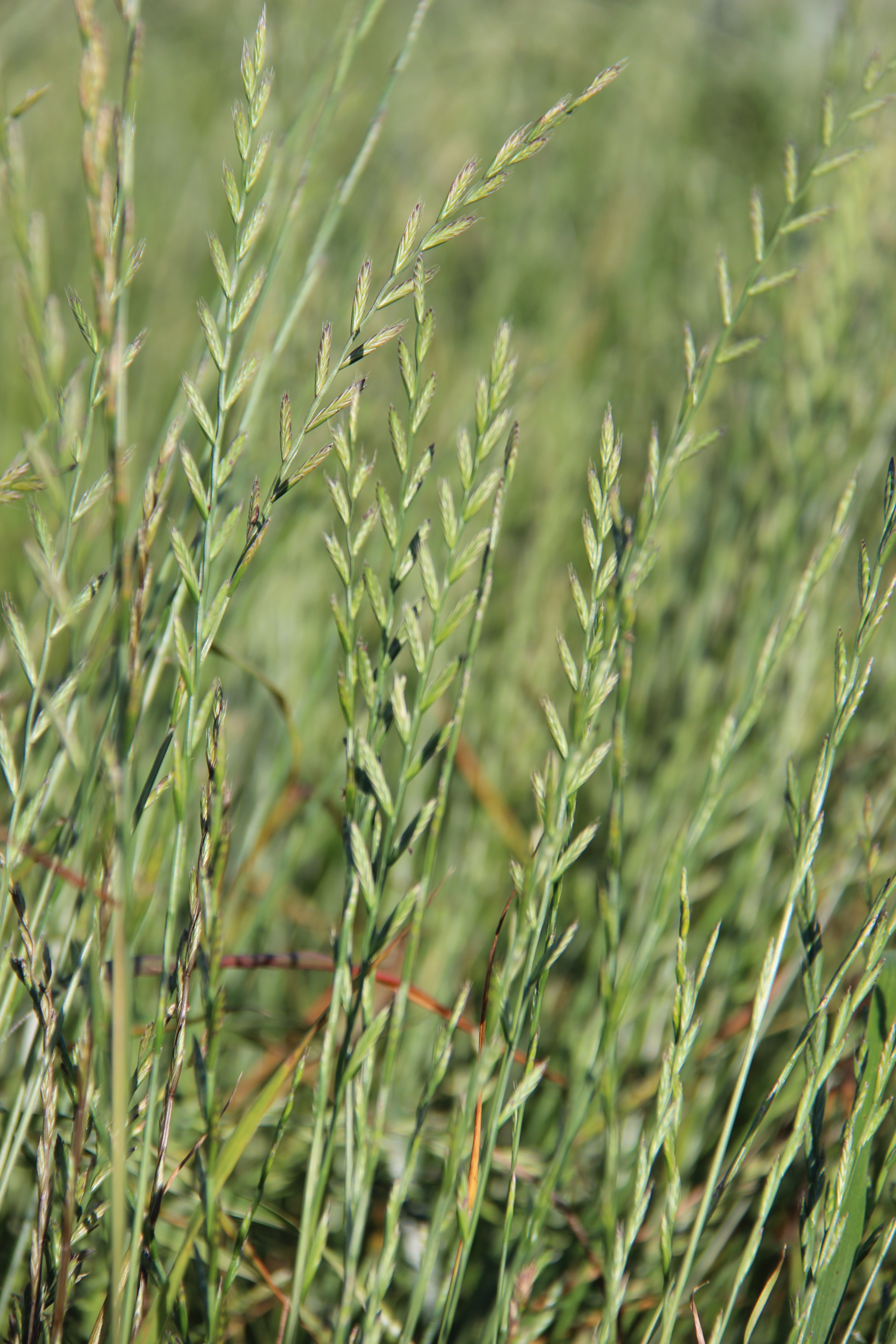 herbe-book-ray-grass-italie-2-0021202-epi-copyright-gnis-paul-dutronc.jpg